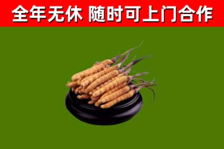 台州市回收冬虫夏草