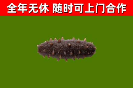 台州市回收海参干